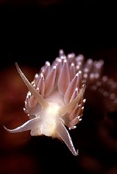 Flabilina Verrucosa-Taken on a night dive in Barkley Soun... by Rand Mcmeins 